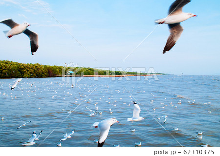 Flock of Seagull birds flying over peaceful sea in evening Flock of Seagull birds flying over peaceful sea in evening 62310375
