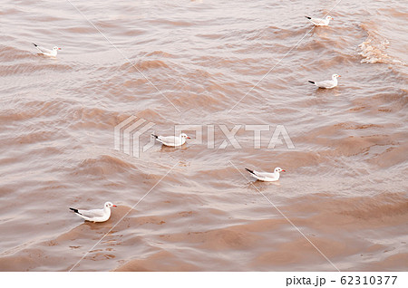 Flock of Seagull birds floating on sea surface in evening Flock of Seagull birds floating on sea surface in evening 62310377