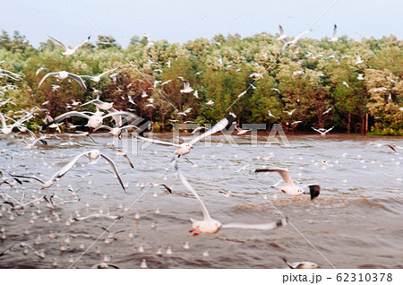 Flock of Seagull birds flying over peaceful sea in evening Flock of Seagull birds flying over peaceful sea in evening 62310378