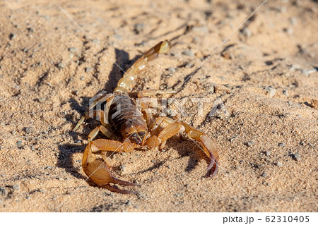 Scorpions walking in sand Botswana, Africa 62310405