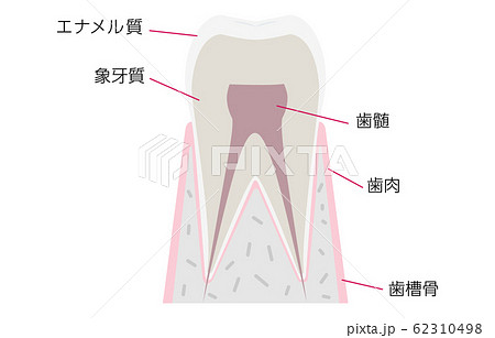 シンプルな歯の解剖図 日本語での各部名称つきのイラスト素材