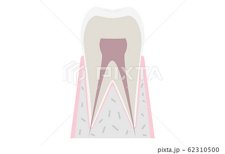 シンプルな歯の解剖図ベクターイラストのイラスト素材