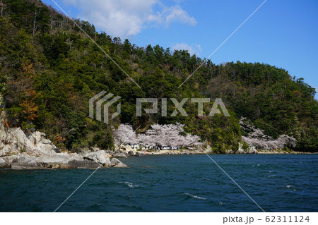 海津大崎 桜 琵琶湖 海津大崎 桜 琵琶湖 62311124