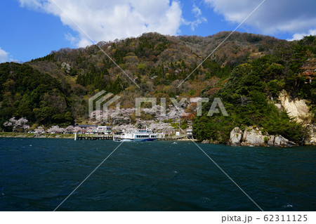 海津大崎　桜　琵琶湖 62311125