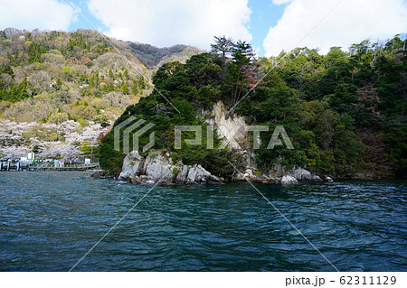 海津大崎 桜 琵琶湖 海津大崎 桜 琵琶湖 62311129
