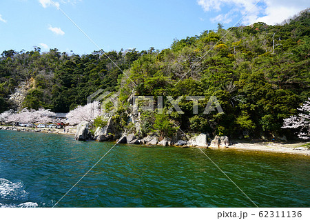 海津大崎　桜　琵琶湖 62311136
