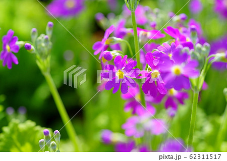 サクラソウー１ 62311517