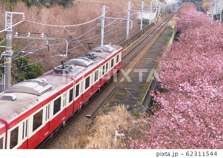 京急電車とカワヅザクラ　Keikyu train & ‘Kawazu-zakura’ 62311544