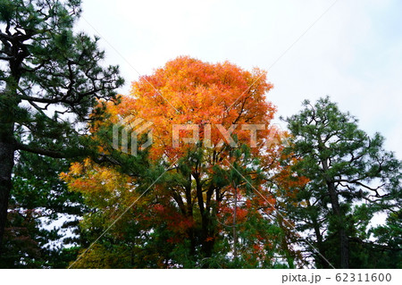 京都 東山 建仁寺 紅葉 京都 東山 建仁寺 紅葉 62311600