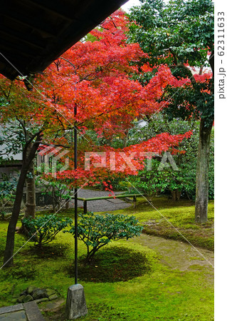 京都 東山 建仁寺 紅葉 京都 東山 建仁寺 紅葉 62311633