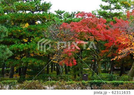 京都 東山 建仁寺 紅葉 京都 東山 建仁寺 紅葉 62311635