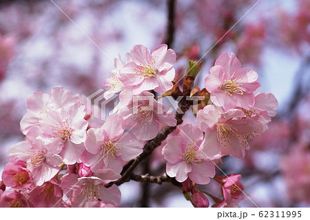 カワヅザクラ　‘Kawazu-zakura’ 62311995