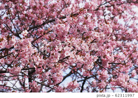 カワヅザクラ　‘Kawazu-zakura’ 62311997