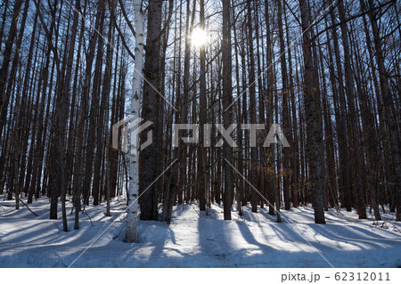 春の林と太陽の光 春の林と太陽の光 62312011