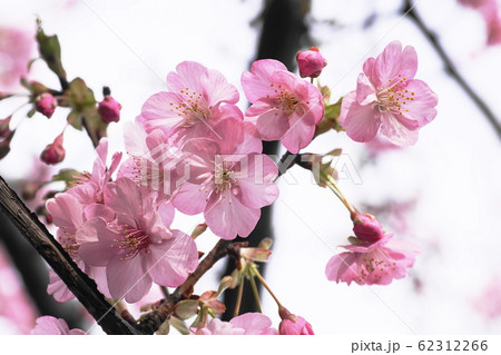 カワヅザクラ　‘Kawazu-zakura’ 62312266