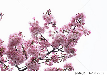 カワヅザクラ ‘Kawazu-zakura’ カワヅザクラ ‘Kawazu-zakura’ 62312267