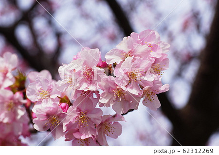 カワヅザクラ　‘Kawazu-zakura’ 62312269
