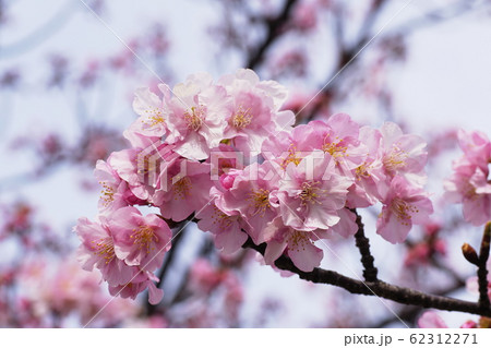 カワヅザクラ　‘Kawazu-zakura’ 62312271