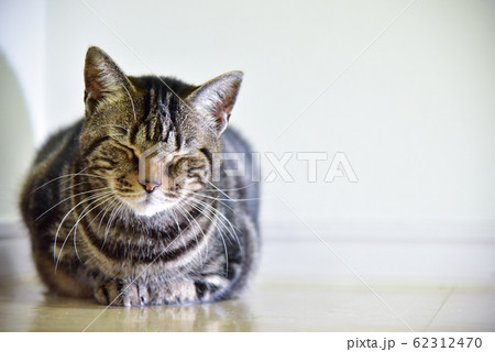 高層階の猫　未だ土の感触知らず 62312470
