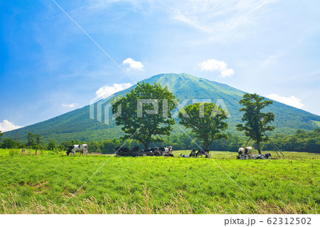 大山と牛 62312502