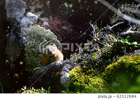 ナキウサギ 62312684