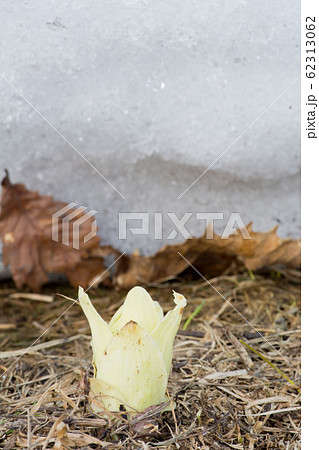 残雪とフキノトウ 62313062