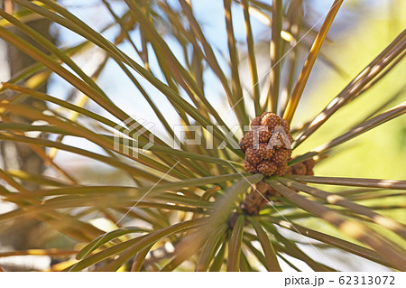 コウヤマキの花 62313072