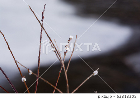 雪どけの川とネコヤナギの芽 62313305