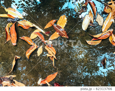 Dry leaves on the water surface 62313766