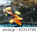 Dry leaves on the water surface 62313768