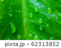 Close up the drop of water on a green leaf 62313852