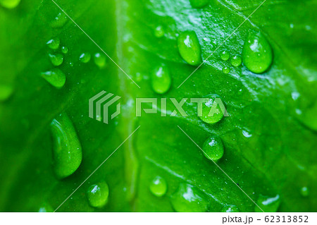 Close up the drop of water on a green leaf Close up the drop of water on a green leaf 62313852