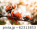 Beautiful orange flowers blooming close up on 62313853