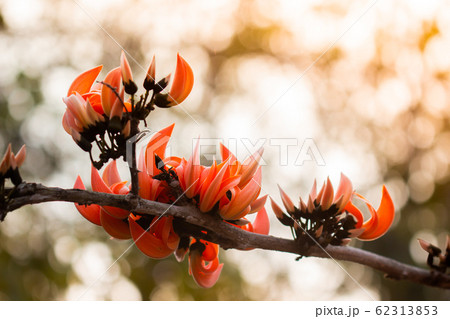 Beautiful orange flowers blooming close up on Beautiful orange flowers blooming close up on 62313853