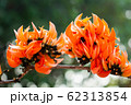 Beautiful orange flowers blooming close up on 62313854
