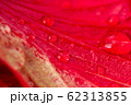 Close up the drop of water on red flower petals. 62313855