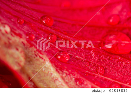 Close up the drop of water on red flower petals. 62313855