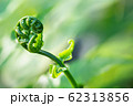 The close-up image of the fern with a blurred green background. 62313856