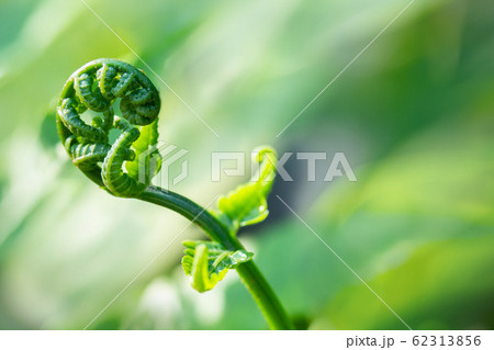 The close-up image of the fern with a blurred green background. 62313856