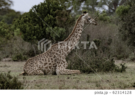雨の中で体を休めるマサイキリン 62314128