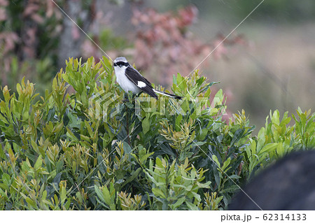 ハグロオナガモズ ハグロオナガモズ 62314133