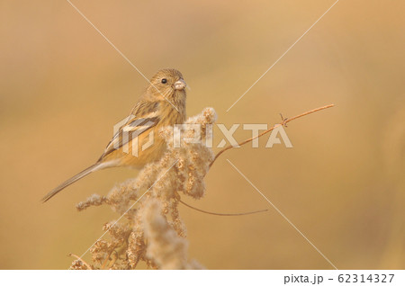 ベニマシコ 62314327