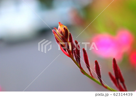 風景 観光 風 62314439