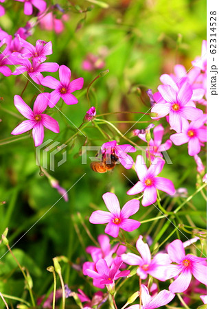 風景 観光 風 62314528