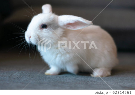 small white long-eared house rabbit small white long-eared house rabbit 62314561