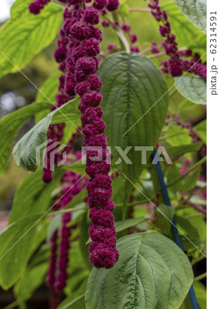 アマランサス 鶏頭の花の写真素材