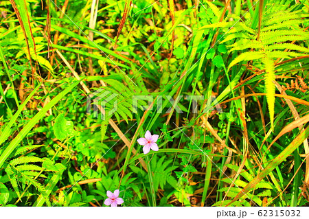 風景 観光 済州島 62315032