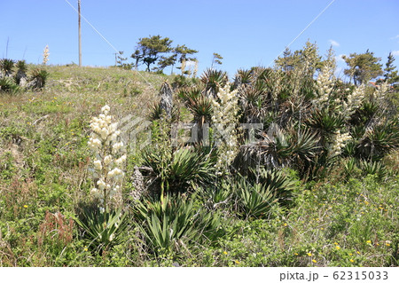 風景 観光 済州島 62315033