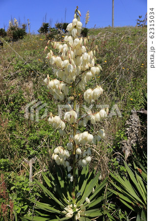 風景 観光 済州島 62315034