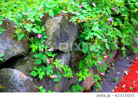 風景 観光 済州島 62315035